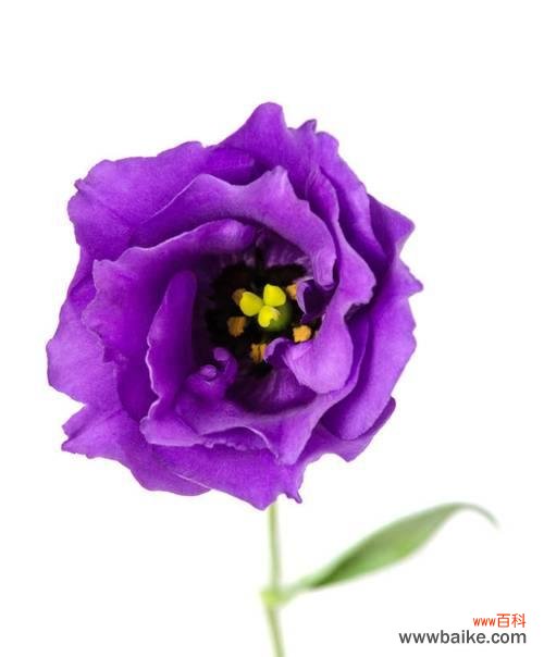 探寻紫色桔梗花的花语寓意及文化象征 紫色桔梗花的花语与寓意