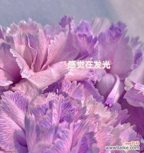 揭示康乃馨的神秘色彩和深远寓意 紫色康乃馨的花语与寓意