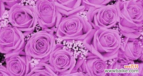 揭示康乃馨的神秘色彩和深远寓意 紫色康乃馨的花语与寓意