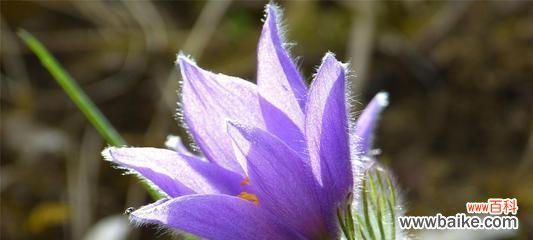 马蹄莲花语的意义与传承 紫色马蹄莲花