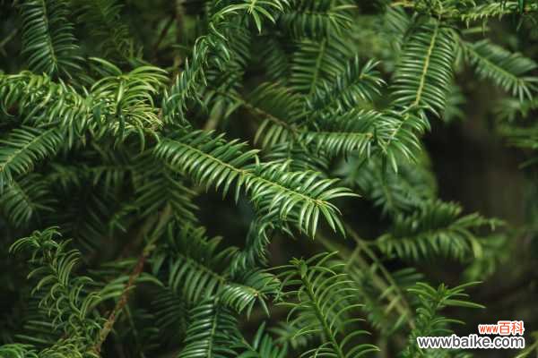 红豆杉叶子干枯怎么办