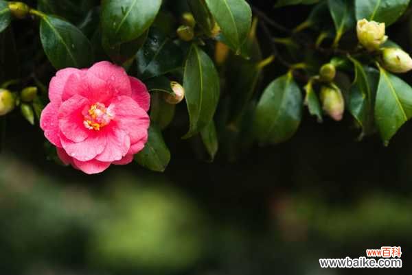 茶花长歪了怎么办