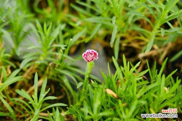 康乃馨叶子卷曲怎么办