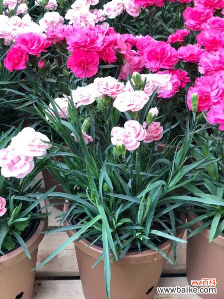 康乃馨叶子卷曲怎么办