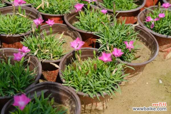 石竹叶子下垂怎么办