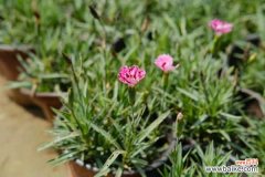 石竹叶子下垂怎么办