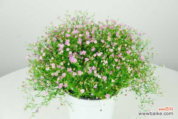 满天星叶子蔫了怎么办