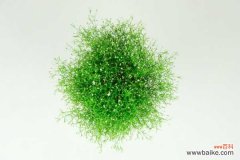 满天星为什么不开花