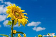 向日葵叶子枯萎怎么办