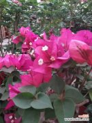 三角梅叶子卷曲怎么办