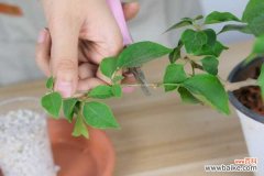 三角梅水浇多了怎么办