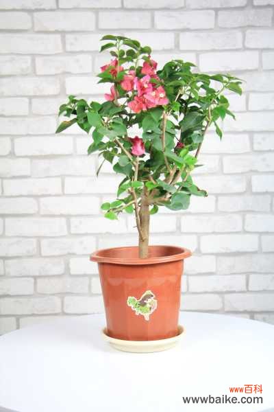 三角梅不长叶子怎么办