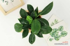 金钻浇水多了怎么办