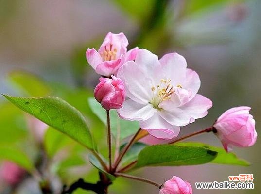 海棠树的寓意是什么?在风水中有哪些讲究?