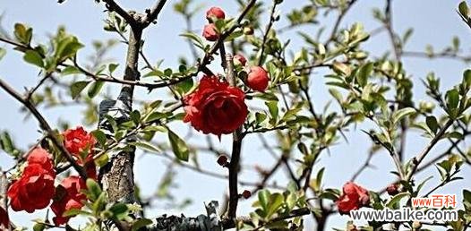 海棠树的寓意是什么?在风水中有哪些讲究?