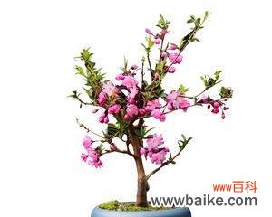 海棠树的寓意和象征风水是什么？如何在家居风水中运用？