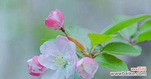 海棠树的寓意和象征风水是什么？如何在家居风水中运用？