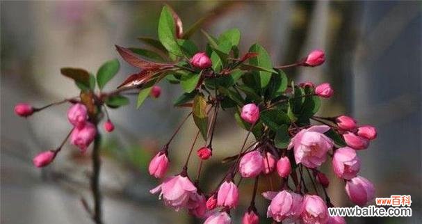 海棠树在风水中扮演什么角色?它的寓意有哪些?