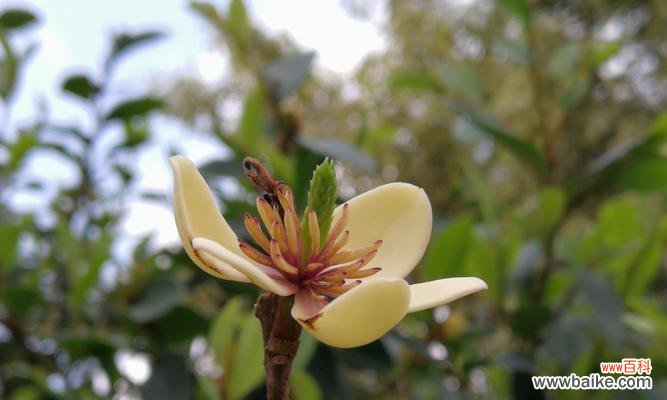 含笑花的风水寓意是什么？如何正确摆放含笑花？