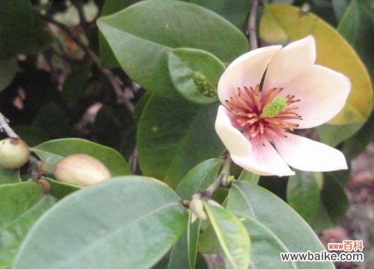 含笑花在风水中代表什么？它有哪些作用和效果？