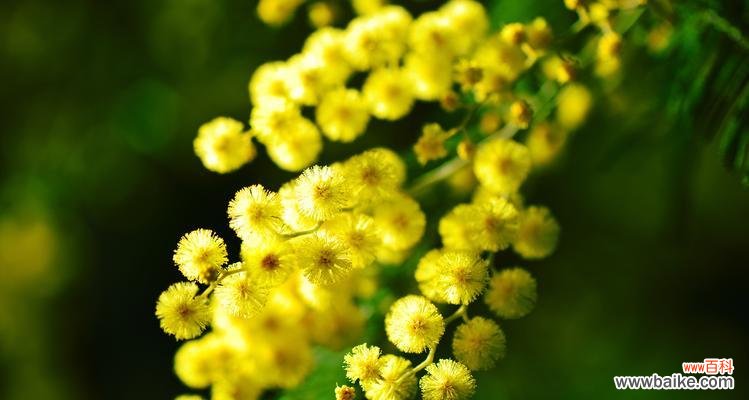 含羞草的花语是什么？如何解读含羞草的象征意义？