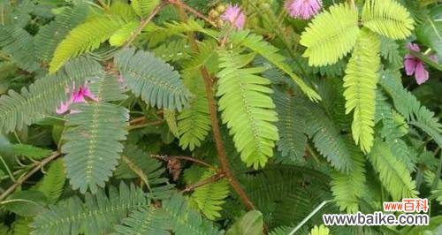 含羞草的花语是什么？如何解读含羞草的象征意义？