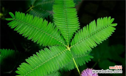 含羞草的花语是什么？含羞草象征着什么含义？