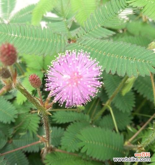 含羞草开花有什么含义？预示着什么征兆？