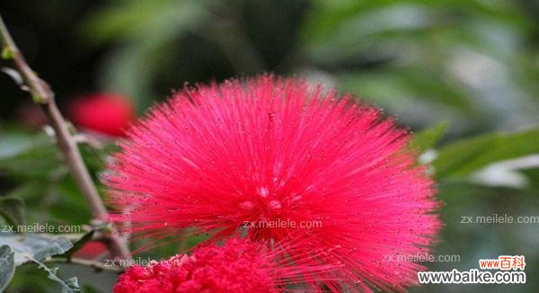 合欢花的象征意义是什么？合欢花代表的含义有哪些？