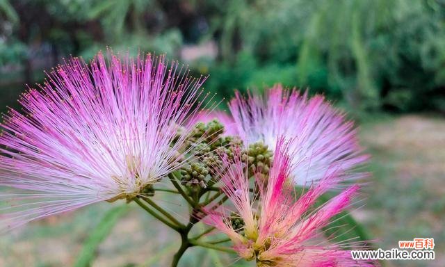 合欢花的象征意义是什么？合欢花代表的含义有哪些？