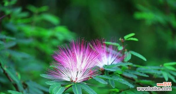 合欢花在风水中代表什么？最佳摆放位置在哪里？