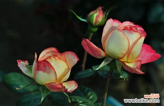 四种热门花卉施肥技巧