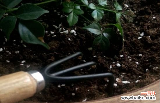 养花技巧：如何调整盆栽土壤PH值