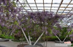 哪些野生植物适合栽种在院子里