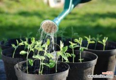 浇花用食醋还是白醋：哪些花可以用醋浇花