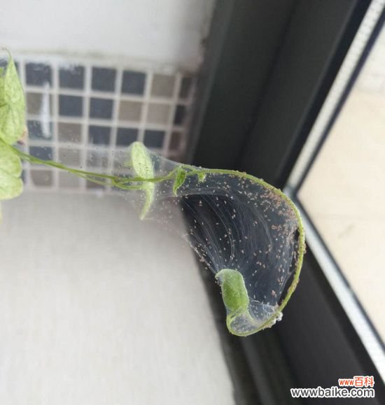 养花小技巧：大蒜也可以用来养花