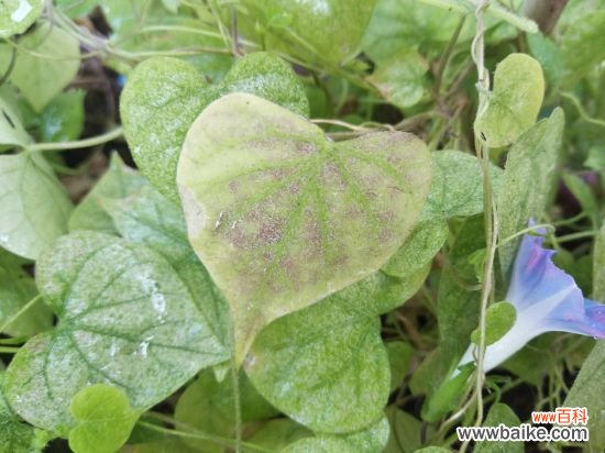 养花小技巧：大蒜也可以用来养花