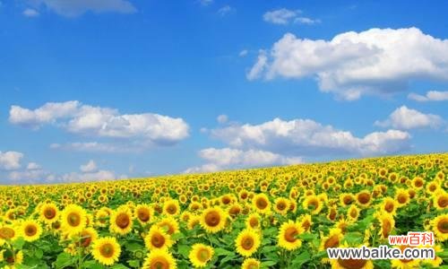 探索向日葵背后的丰富内涵 向日葵的寓意和花语解读