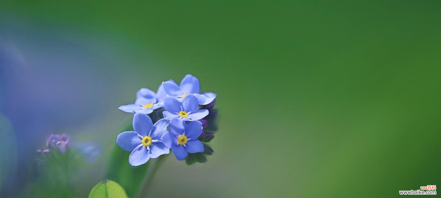 追寻勿忘草的历史渊源与文化内涵 勿忘草花语的含义与传说
