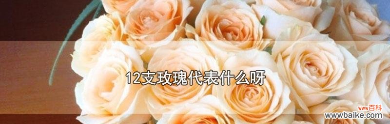 探秘玫瑰花的花语,了解花朵背后的意义 深入解析12朵玫瑰花的含义