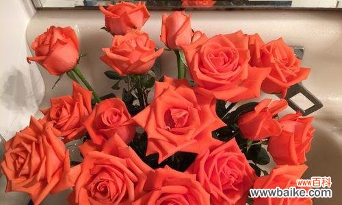 探秘玫瑰花的花语,了解花朵背后的意义 深入解析12朵玫瑰花的含义