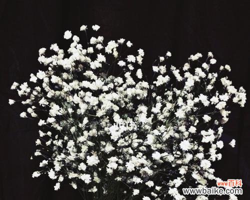 探寻满天星的含义与象征，了解它的不同寓意和花语 满天星