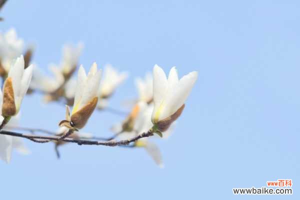 白玉兰叶枯黄怎么办