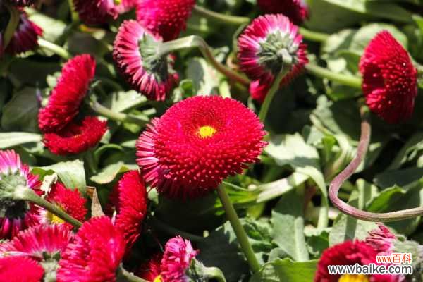 雏菊的病害防治