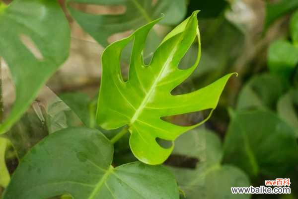 龟背竹常见病害防治办法