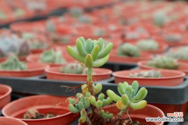 乙女心变黄怎么办