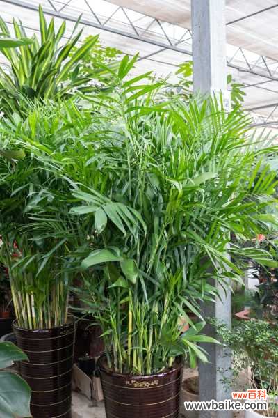 散尾葵的病害及防治方法