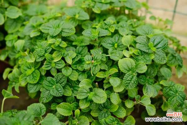 吸毒草叶子发黄怎么办