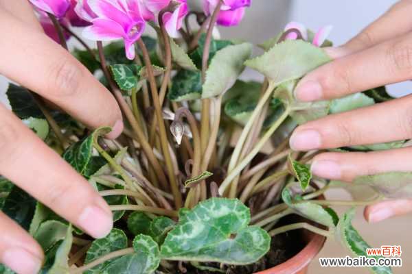 仙客来的病害防治