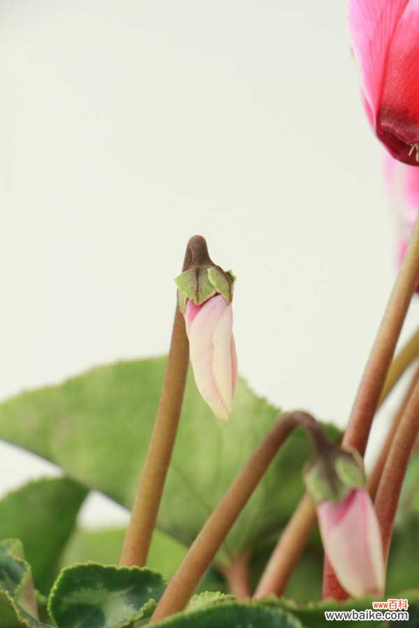 仙客来的病害防治